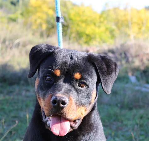 rottweiler cachorro - cachorro preto e branco